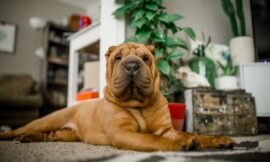 This is Penny