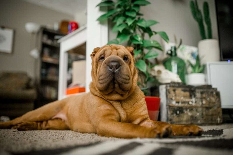 This is Penny