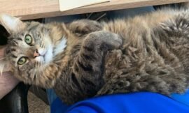 RIP Marv – The Best Fat Cat Ever