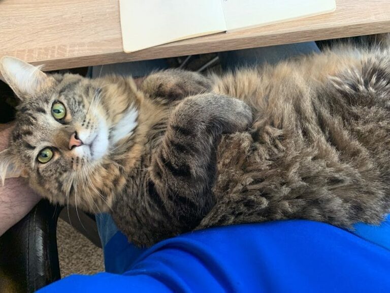 Read more about the article RIP Marv – The Best Fat Cat Ever