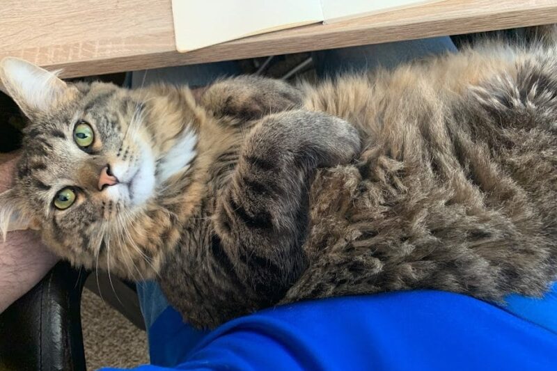 RIP Marv – The Best Fat Cat Ever
