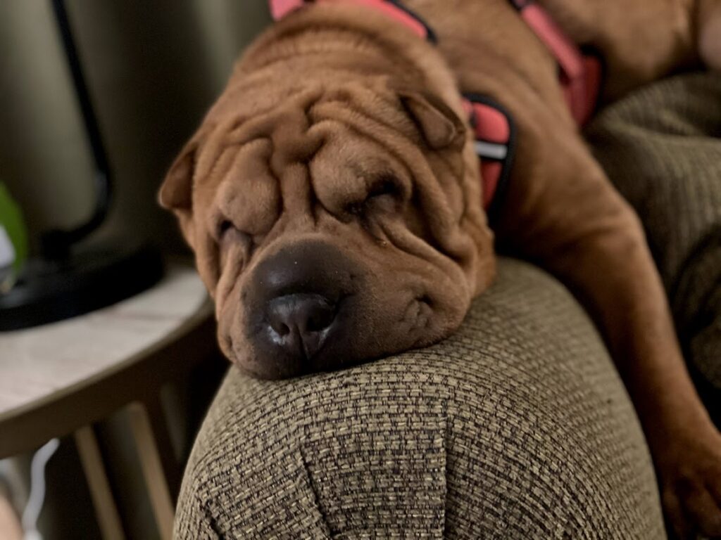 Always and Forever, My Penny Girl